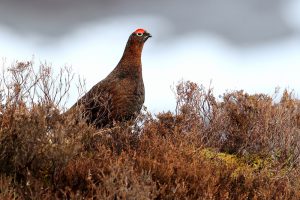 Red Grouse at Rules